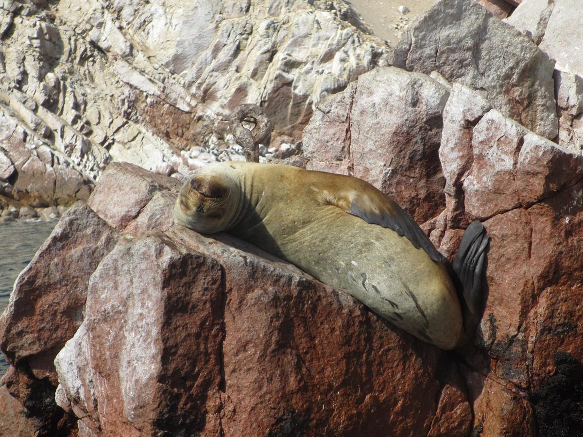 Tours in the Islas Ballestas and the animals of Peru