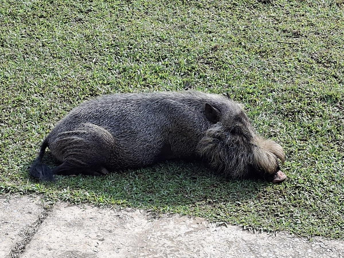 Animali nel sud est asiatico
