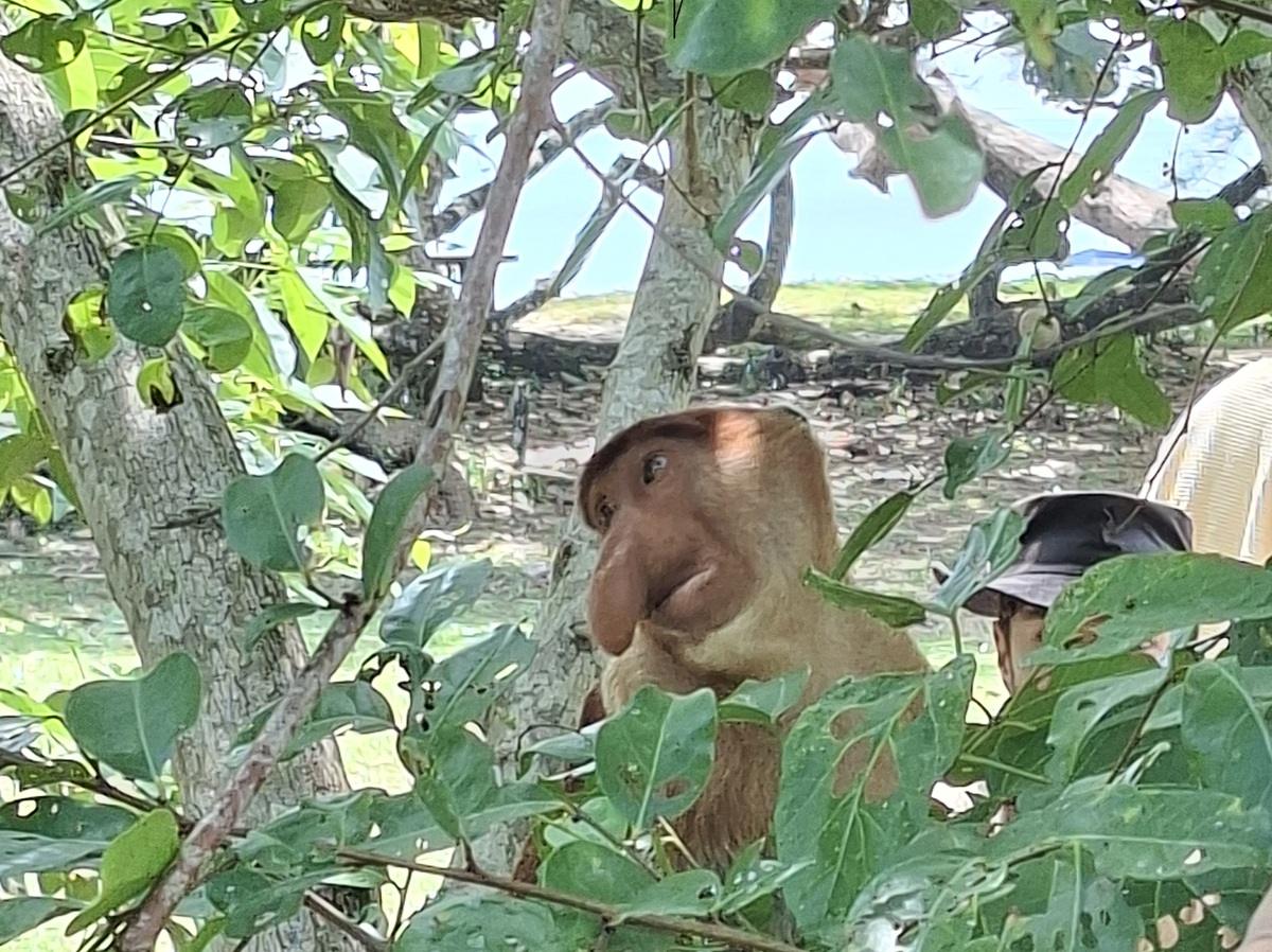 Animali in Malesia: alcuni video anche della scimmia nasica